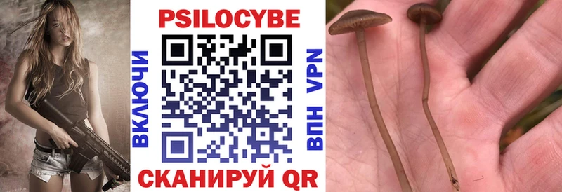 хочу наркоту  Барабинск  Галлюциногенные грибы Cubensis 